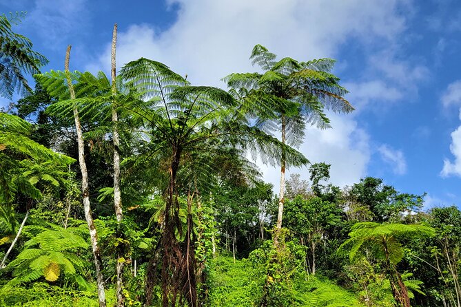 El Yunque Rainforest and Luquillo Kiosk Day Trip - What the $68 price really covers