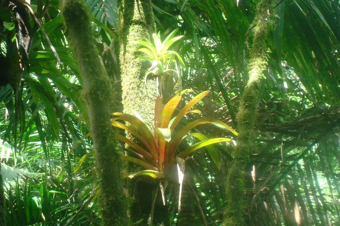 El Yunque Rainforest Full Day Private Tour - Why a private El Yunque day works so well