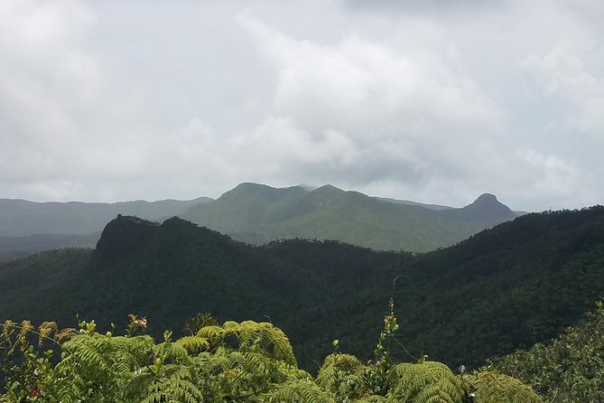 El Yunque Rainforest Full Day Private Tour - La Coca Falls and a quick photo stop
