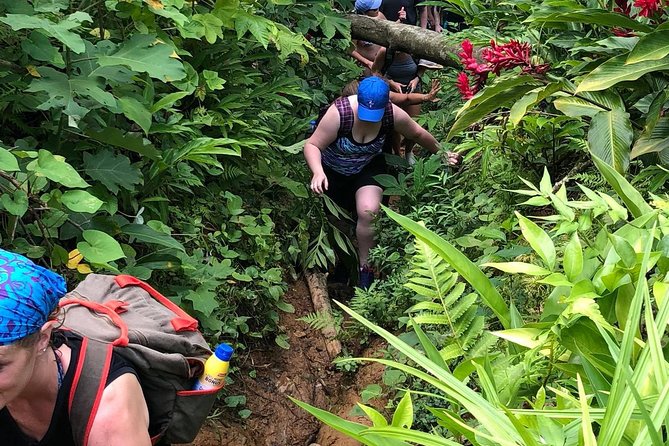 El Yunque Rainforest Tour from Fajardo - The first 30 minutes: bamboo, river water, and slippery rock