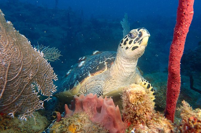 Experience Scuba Diving / NO certification Needed - Why the $119 price can be good value