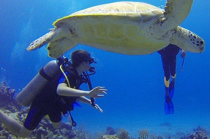 Experience Scuba Diving / NO certification Needed - The shore entry is the main practical concern