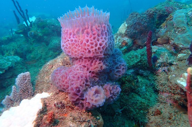 Experience Scuba Diving / NO certification Needed - Timing matters more than it first appears