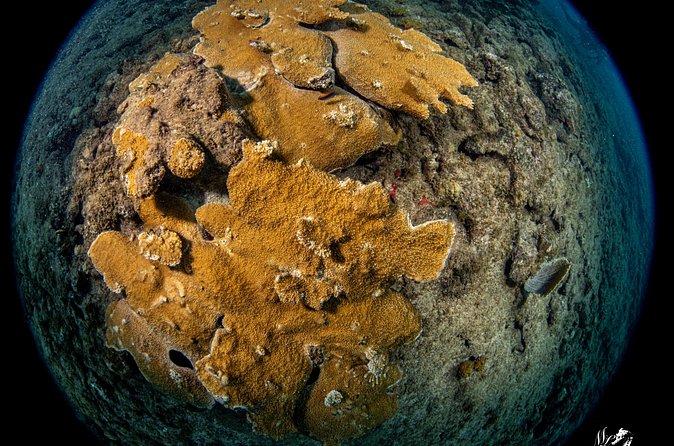 Experience Scuba - Why The Private Format Matters