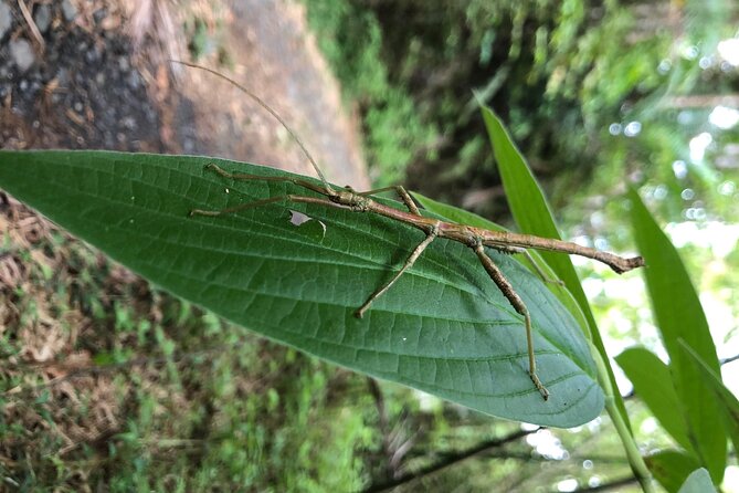 Explore El Yunque National Forest Guided Nature Adventure - Trails at Caimitillo and Mt. Britton