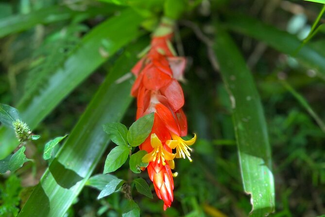Explore El Yunque National Forest Guided Nature Adventure - El Portal Visitor Center for a family-friendly option