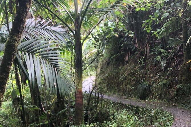 Explore El Yunque National Forest Guided Nature Adventure - What the guides add to the day