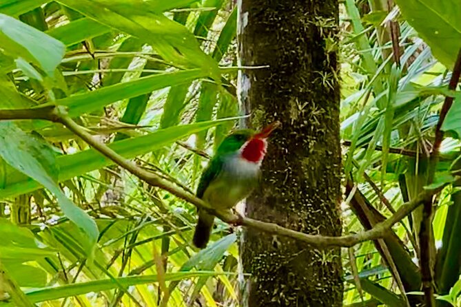 Explore El Yunque National Forest Guided Nature Adventure - Timing, fitness, and practical planning