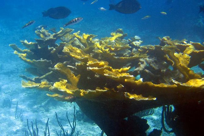 Fajardo Afternoon Snorkeling Adventure Tour - Fish, turtles, and the limits of nature