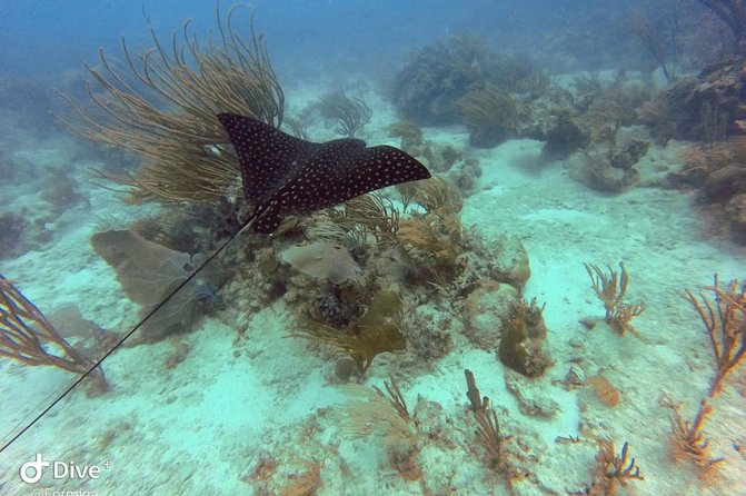 Fajardo Afternoon Snorkeling Adventure Tour - Who will enjoy this four-hour outing most