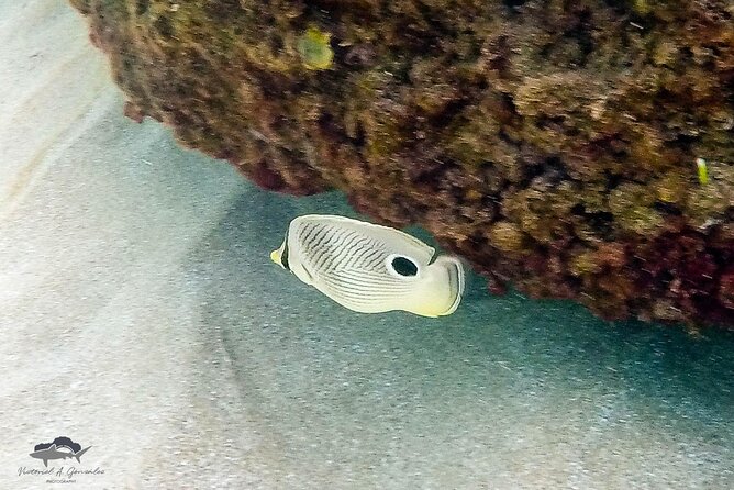 Fajardo, Puerto Rico: Morning Snorkeling Beach Tour - Lunch, drinks, and the onboard mood