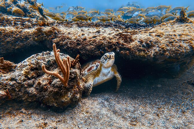 Family Snorkeling Tour - Key points about the Vieques family snorkeling tour