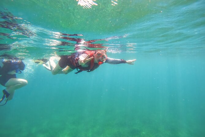 Family Snorkeling Tour - What a turtle sighting may look like