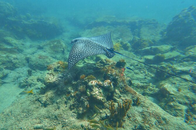 Family Snorkeling Tour - Meeting at Punta Boca Quebrada Road at 10:00 a.m.