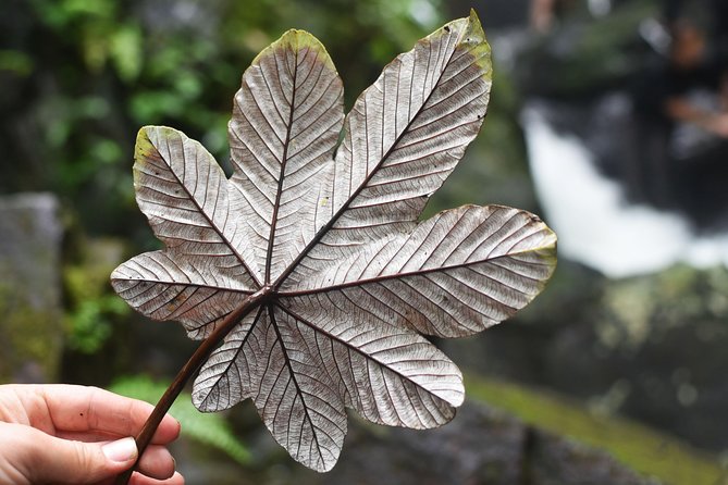 From San Juan: El Yunque Rainforest Hiking Adventure - The first 30 minutes: bamboo, rocks, and river water