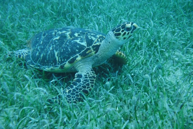 Full Day Charter from Fajardo to Culebra - Honeymoon Beach and roughly four hours near Culebra