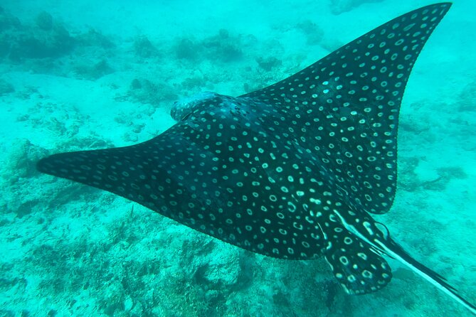 Full-Day Snorkeling Gear Rental in Puerto Rico - Following the map to the snorkeling areas