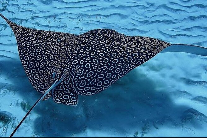 Full-Day Snorkeling Tour to Culebra Island with Lunch - Who will enjoy this day most