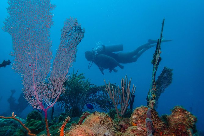 Guided Coral Reef Scuba Tour / 1 tank (Certified Divers Only) - Key Points About This Rincón Reef Excursion