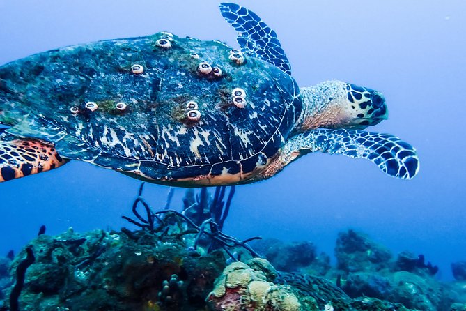 Guided Coral Reef Scuba Tour / 1 tank (Certified Divers Only) - Meeting in Rincón Before the Water