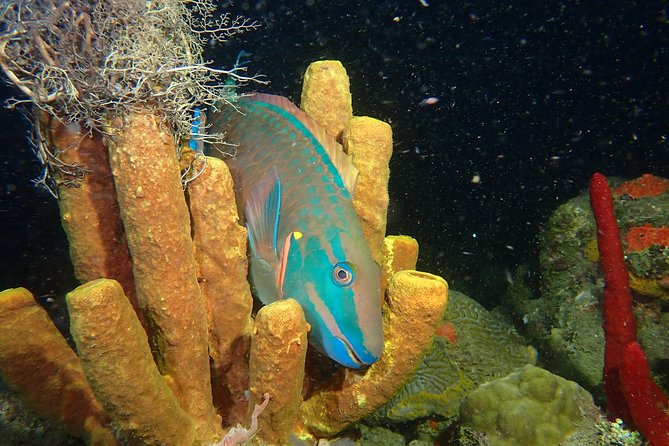 Guided Coral Reef Scuba Tour / 1 tank (Certified Divers Only) - One Tank, About Two and a Half Hours
