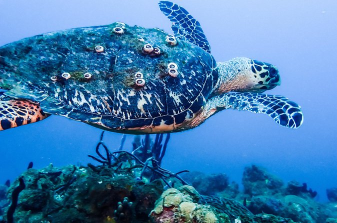 Guided Coral Reef Scuba Tour / 1 tank (Certified Divers Only) - The Guide Makes the Difference