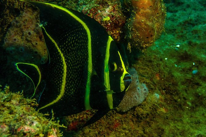 Guided Coral Reef Scuba Tour / 1 tank (Certified Divers Only) - Entering the Atlantic From a Quiet Beach