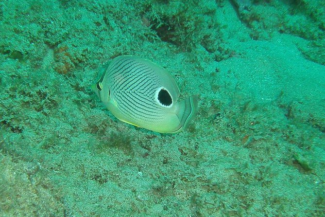 Guided Coral Reef Snorkeling Tour - Swimming over the Tres Palmas reef