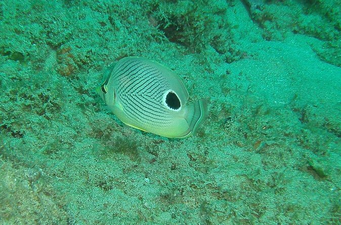 Guided Coral Reef Snorkeling Tour - The guides make the experience work