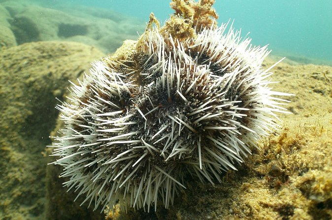 Guided Coral Reef Snorkeling Tour - What the $49.99 price really buys