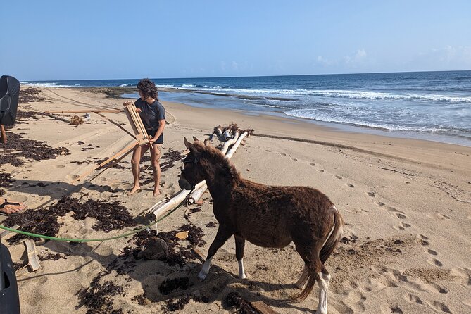 Guided Hike with Miniature Donkeys to a Secluded Beach - Key points to know before booking