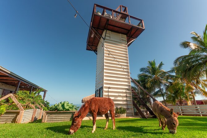 Guided Hike with Miniature Donkeys to a Secluded Beach - The miniature donkeys are the heart of the experience