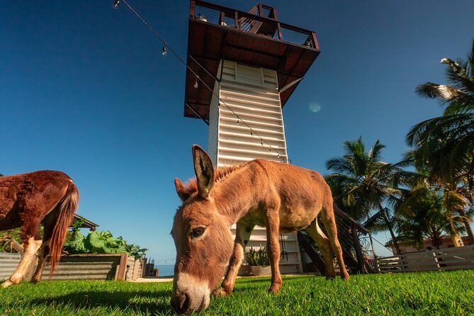 Guided Hike with Miniature Donkeys to a Secluded Beach - Is $75 per person good value?