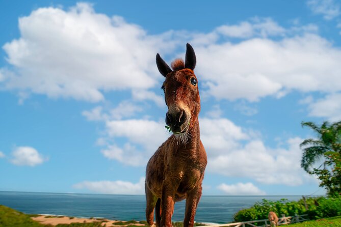 Guided Hike with Miniature Donkeys to a Secluded Beach - Who will enjoy this hike most?