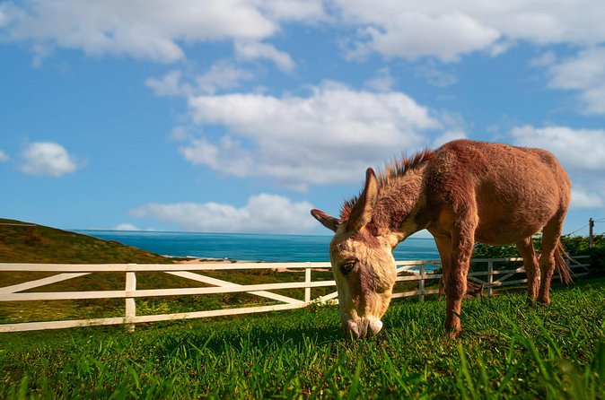 Guided Hike with Miniature Donkeys to a Secluded Beach - Timing, group size, and the way the morning flows