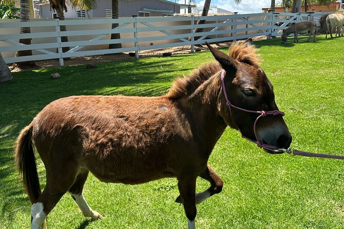 Guided Hike with Miniature Donkeys to a Secluded Beach - What makes Princess Beach special