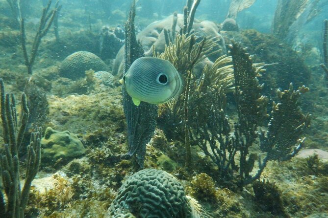 Guided Shore Diving Tour - Shallow reefs, walls, and choosing the right pace