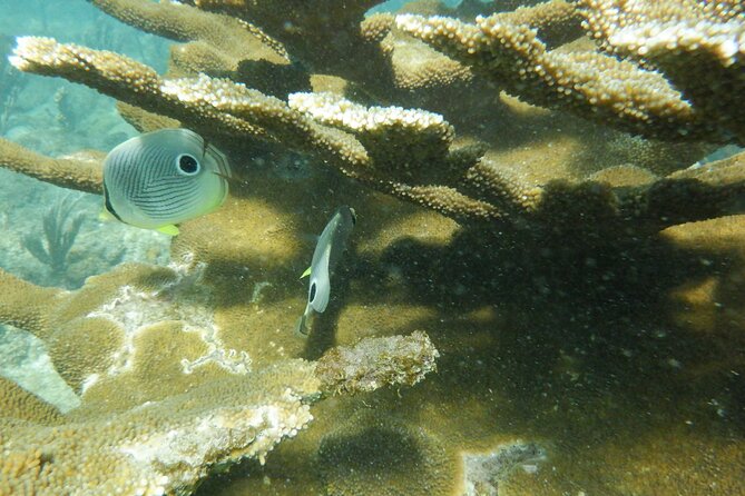 Guided Shore Diving Tour - The guides are the tour’s strongest feature