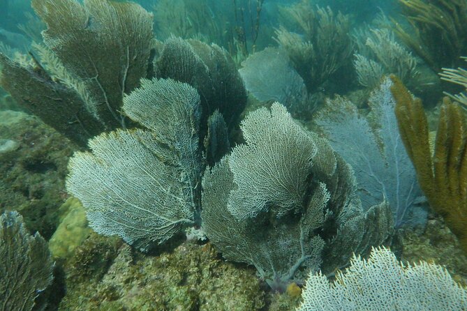 Guided Shore Diving Tour - Equipment, certification, and physical demands