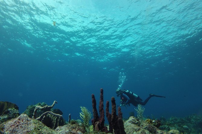 Guided Shore Diving Tour - Is $69 a good value?