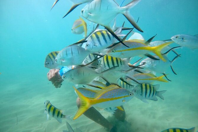 Guided Snorkeling adventure in San Juan - Key points at a glance
