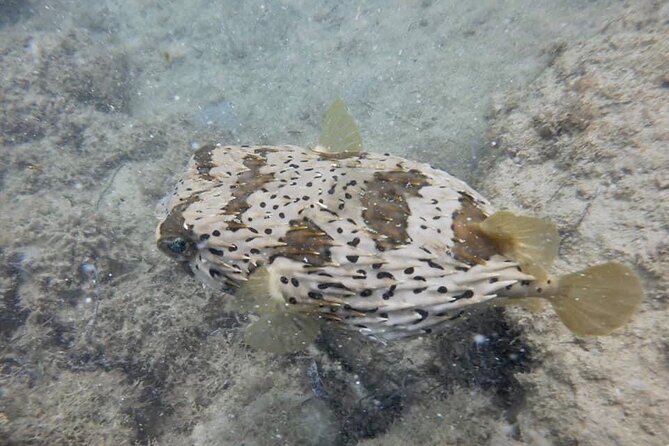 Guided Snorkeling adventure in San Juan - Why the guides matter for first-time snorkelers