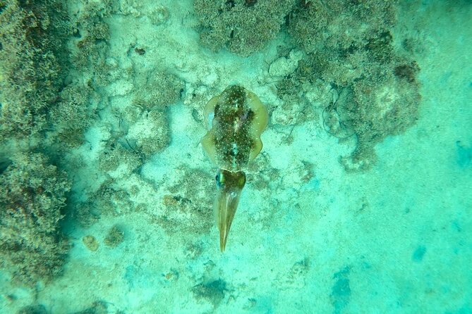 Guided Snorkeling adventure in San Juan - The value of the $76.70 price