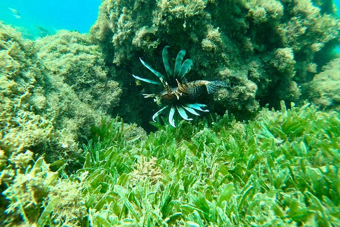 Guided Snorkeling adventure in San Juan - Family suitability and the age question