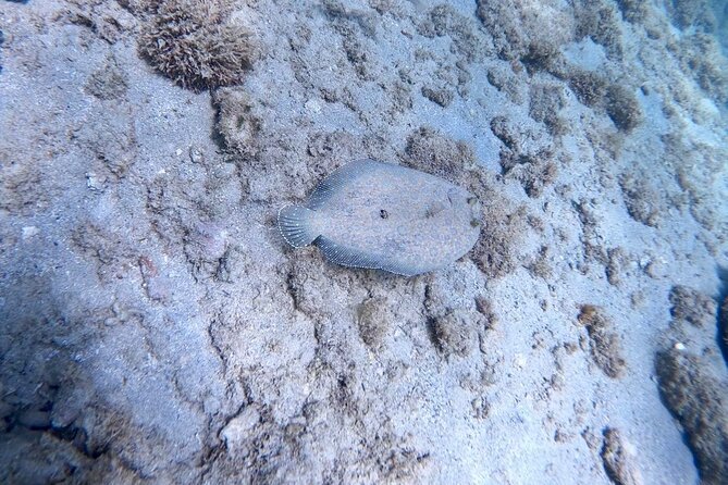 Guided Snorkeling adventure in San Juan - Weather, water conditions, and what you may see