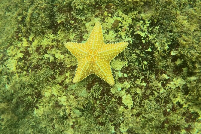 Guided Snorkeling adventure in San Juan - What to bring and how to plan your time