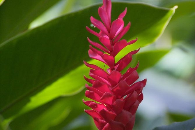 Half-Day El Yunque National Forest Tour from San Juan - The guides make or break the morning