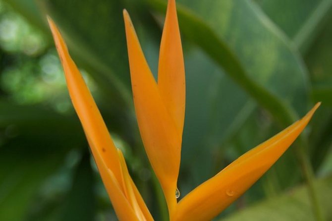Half-Day El Yunque National Forest Tour from San Juan - What $100 includes, and what it does not