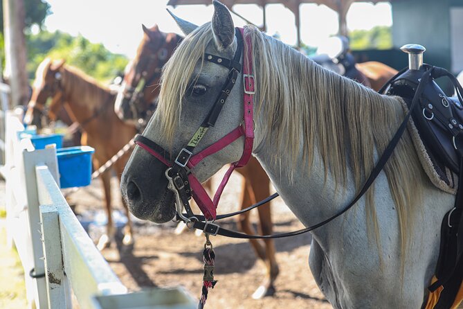 Horseback Riding Tour at Private Ranch - Group size, children, and physical limits