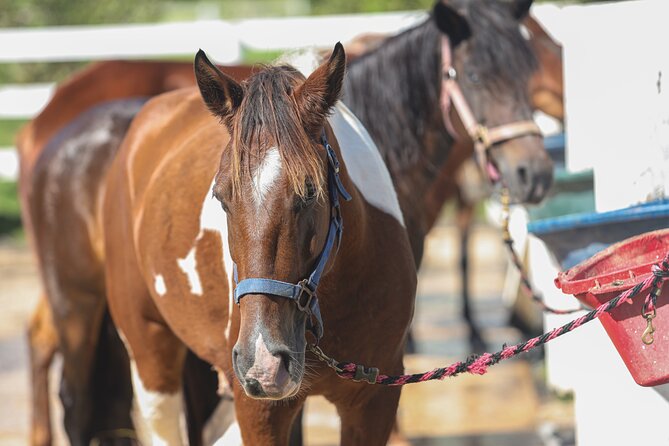 Horseback Riding Tour at Private Ranch - The guides are a major part of the value